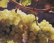 Красивый виноградник Анапы